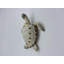 Tortue Penn-186037845