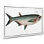 Knife Carp Fish by M.E. Bloch - Wrapped Canvas Print-55312840