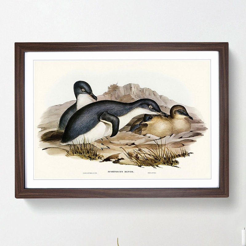 Little Penguins by Elizabeth Gould - Picture Frame Painting Print, 48cm H x 65cm W x 2cm D, Walnut Framed