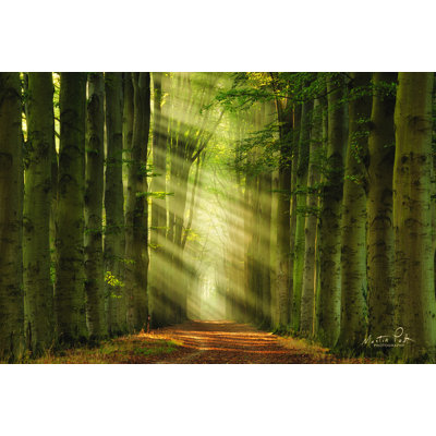 " Some Light " by Martin Podt