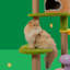 Arbre à chat 54,7 po Modern Jungle Haven Modern