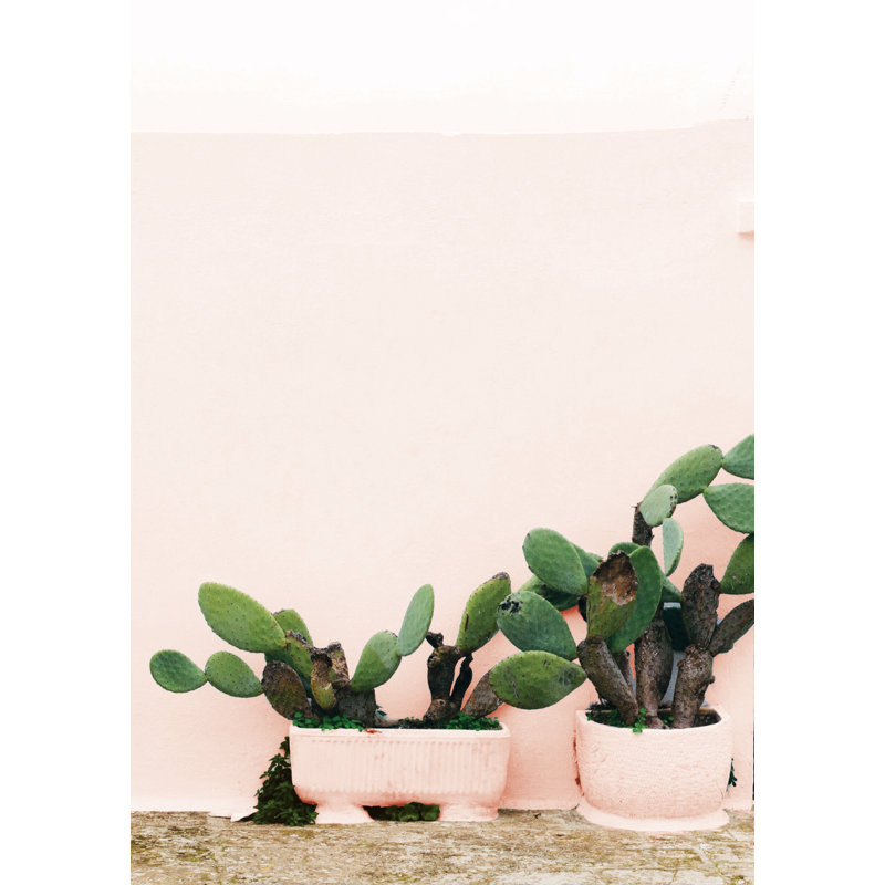 Cactus Front of Blush Building - Photograph Print, 91 cm H x 61 cm W, Wrapped Canvas