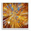 Art mural sur toile Stupell Industries Colorado Autumn Trees par Lena Owens-91308996