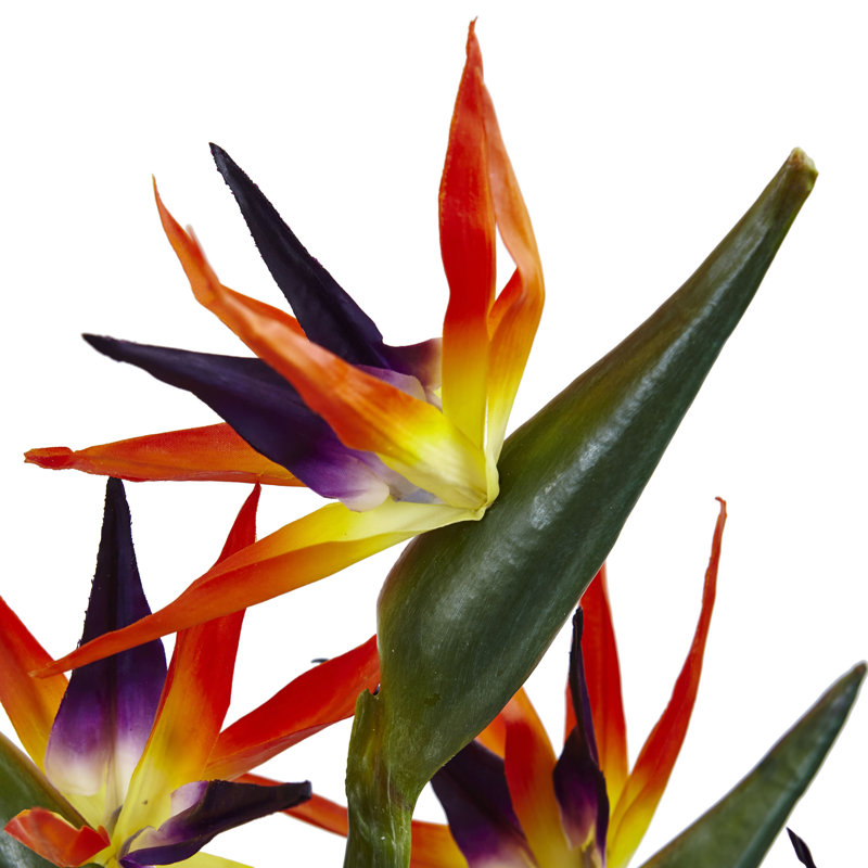 Arrangement floral oiseaux de paradis dans un vase