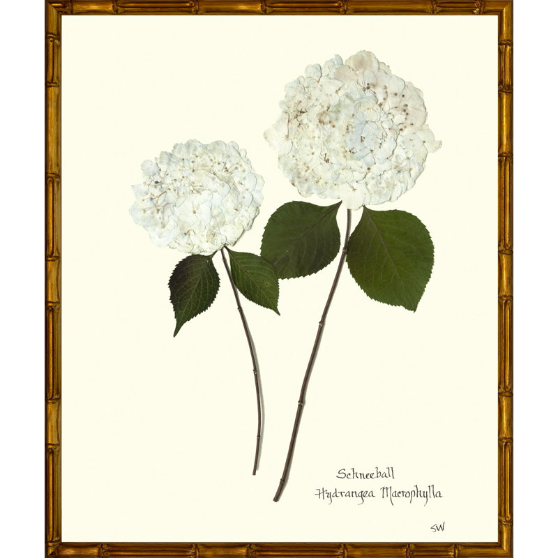 Plants & Flowers Print