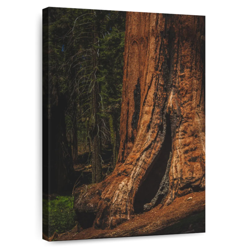 Harnek Sherman Trail Sequoia Trees, 45" H x 30" W