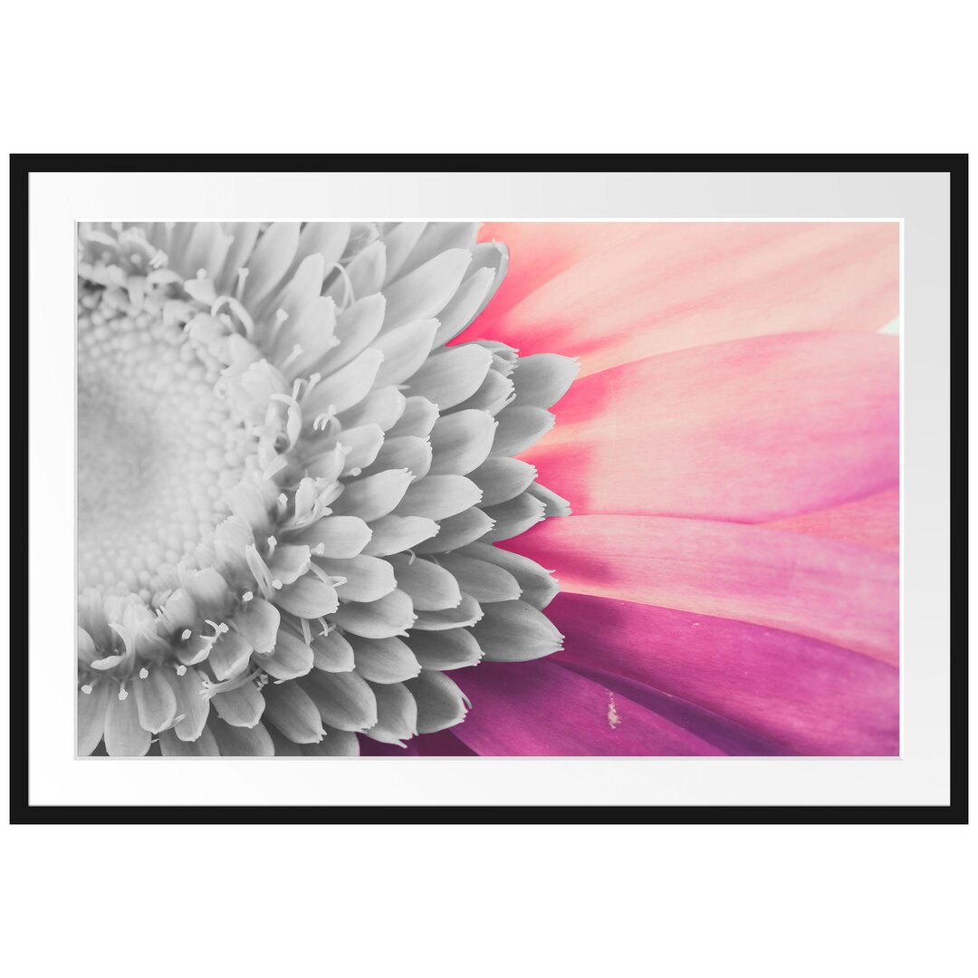 Gerahmtes Poster Atemberaubende Gerbera Blüte