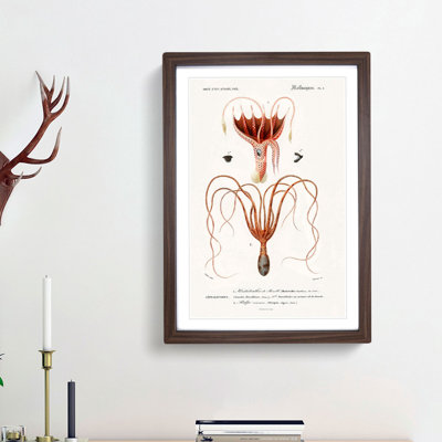 Octopus and Squid by Charles d Orbigny - Framed Print