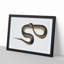 Blue Spotted Snake Illustration by John Edward Gray - Picture Frame Graphic Art Print-55544188-55544189