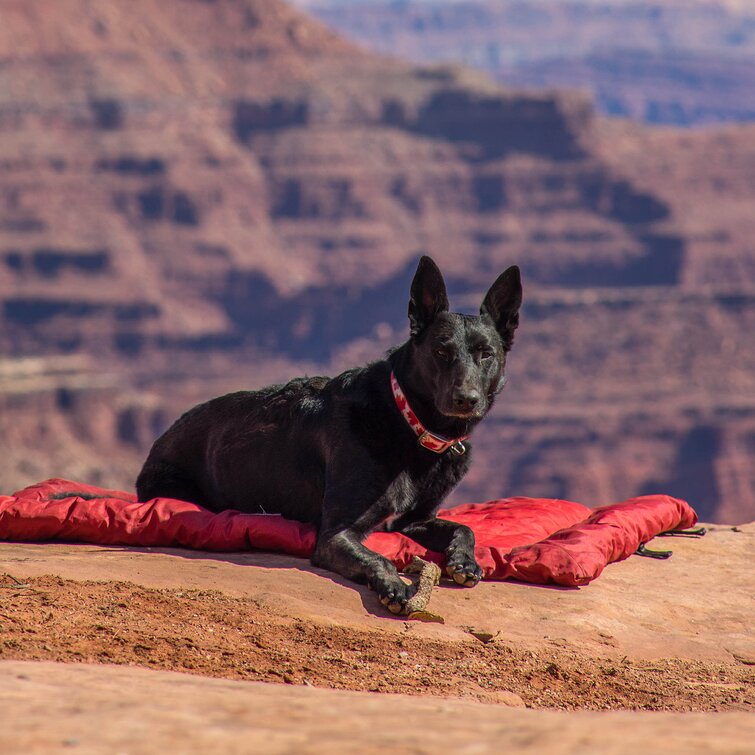  Waterproof Memory Foam Pet Bed- Indoor/Outdoor Dog Bed with  Water Resistant Non Slip Bottom and Removeable Washable Cover, 36 x 27 by  PETMAKER -Brown : Pet Supplies