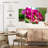 Harnek Pink Moth Orchid Blooms-108902361
