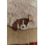 Washable Rug Dogs