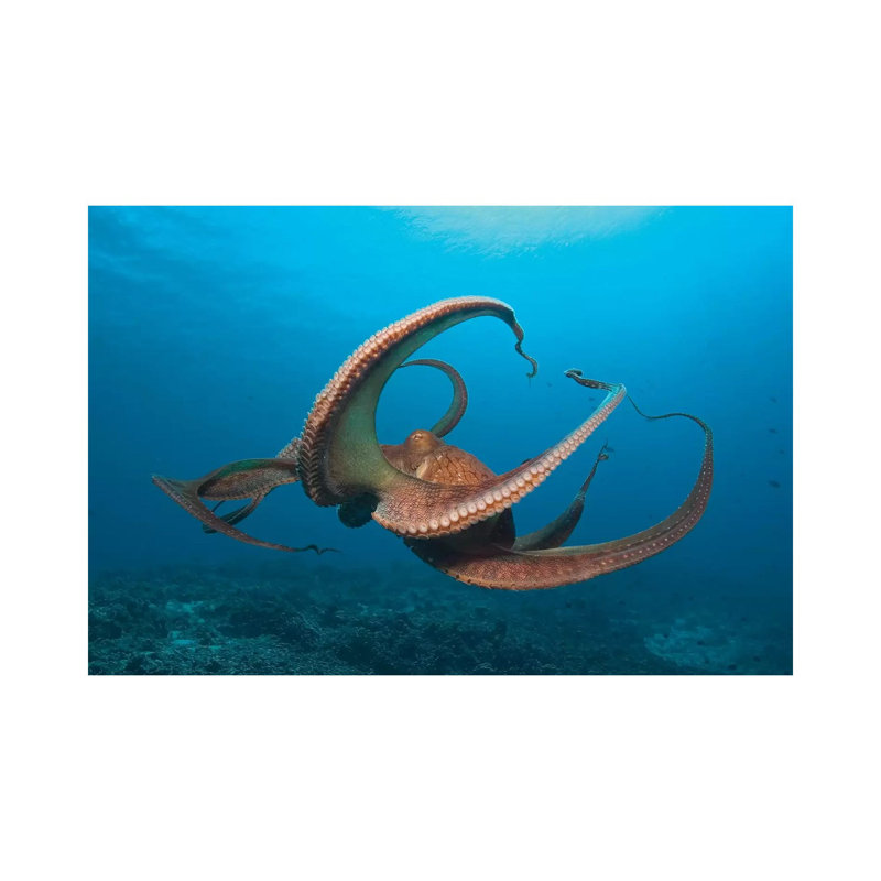 Day Octopus (Octopus Cyanea) Near Kona, Big Island, Hawaii by Stuart Westmorland - Gallery-Wrapped Canvas Giclée on Canvas