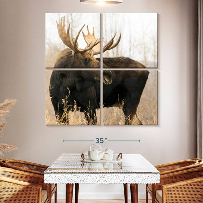 Orignal de Brampt Wyoming