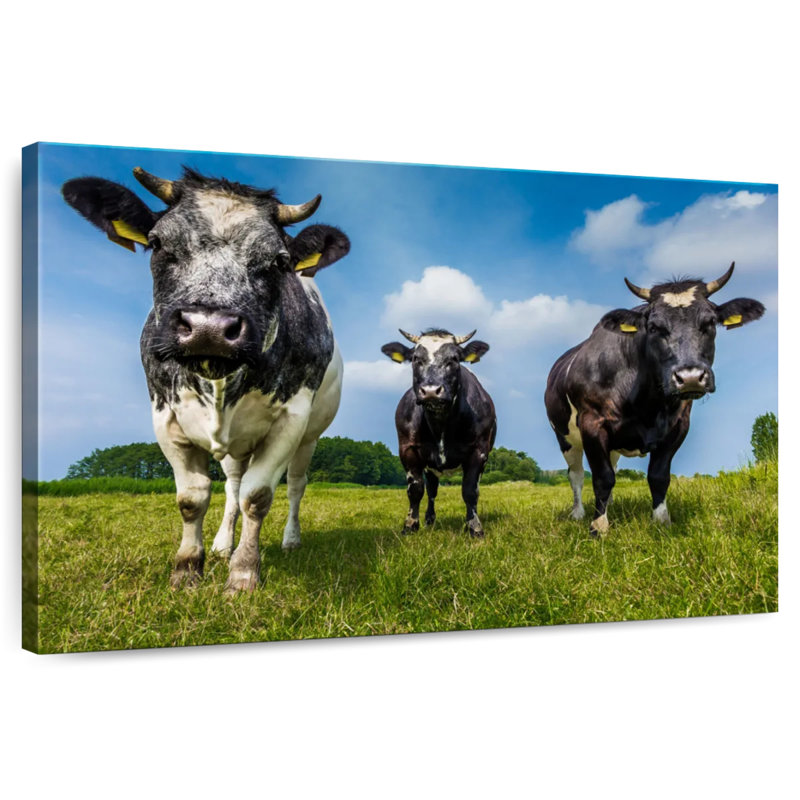 Vache, H 26 po x l 39 po