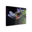 «Dragonfly Red» par Jimmy Hoffman - reproduction de photo sur toile-969775782