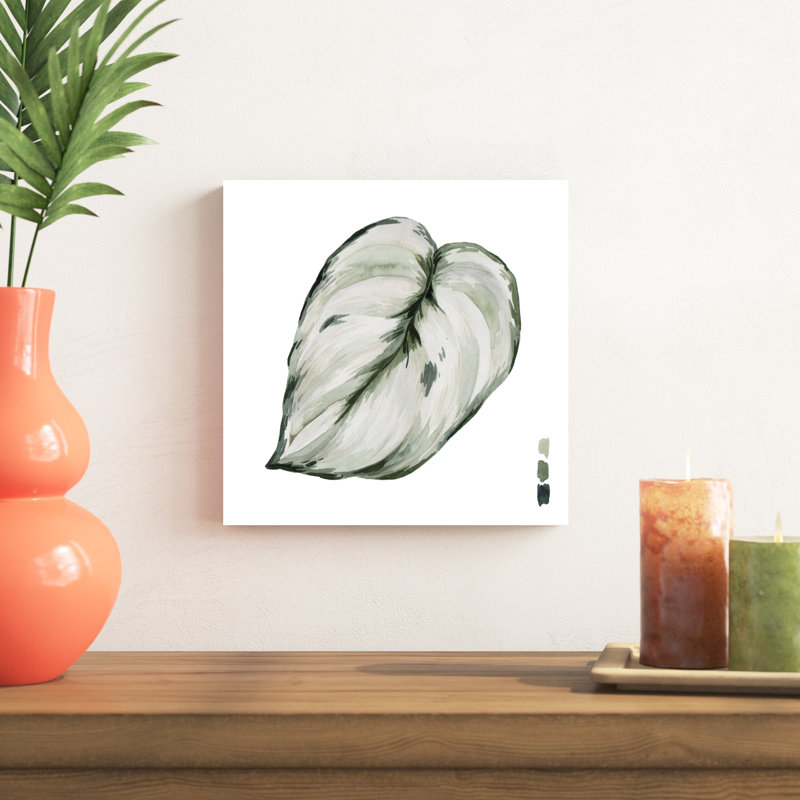 Scindapsus III, H 12 po x l 12 po