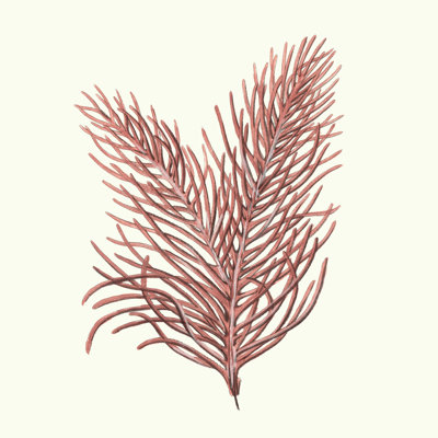 Collection Seaweed II