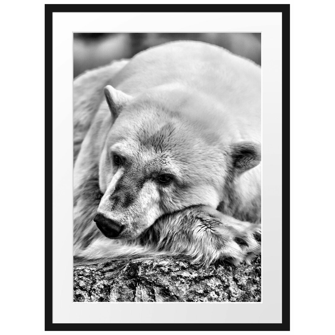 Gerahmtes Poster Sleeping Polar Bear