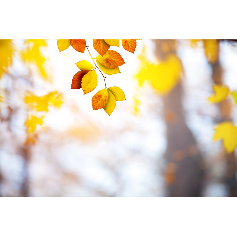 Autumn Foliage - Wrapped Canvas Print, 51" H x 76" W x 3.8" D