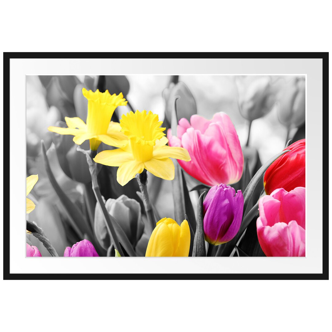 Gerahmtes Poster Schöne Narzissen mit Tulpen