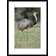 Global Gallery Greater Rhea Grazing Framed On Paper Print | Wayfair