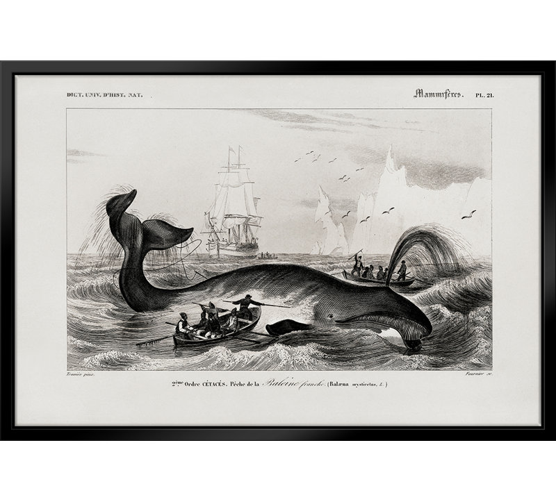 Baleine arc-en-ciel - reproduction sur toile avec cadre flottant, L 11 po x H 14 po