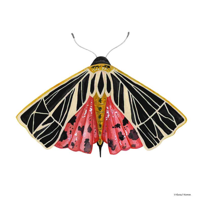 Naturellement merveilleux papillon de nuit, H 12 po x l 12 po