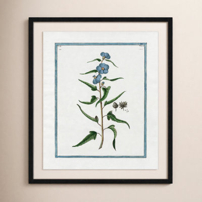 Colombe "Shabby Elegance Botanical I" Print