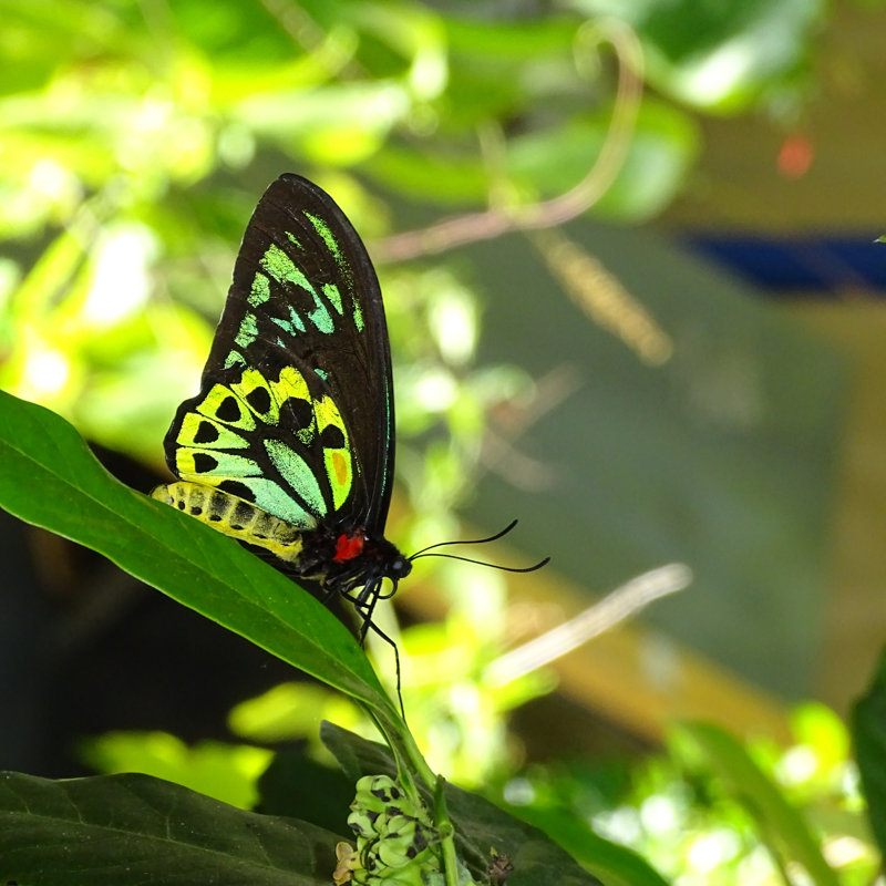 Giroflee Butterfly by Ann Smith - Wrapped Canvas Print, 30cm H x 30cm W x 3.8cm D