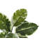 52'' Faux Rubber Tree Plant in Polyethylene (Pe) Pot
