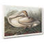 A Trumpeter Swan - Wrapped Canvas Painting-55368298