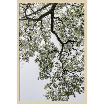 Pleasantville "Coastal Forest" Print
