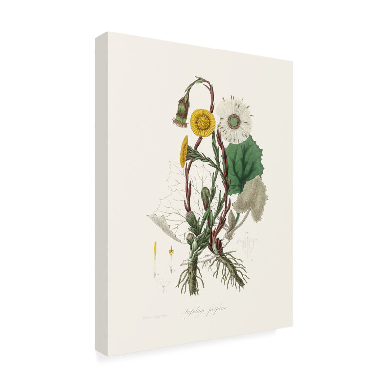 Art botanique sur toile, John Stephenson et Coltsfoot, H 32 po x l 24 po