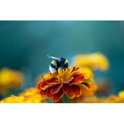 Bumblebee - Wrapped Canvas Print