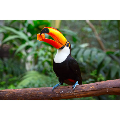 «Colorful Tucan» par Swisshippo - photographie sur toile tendue