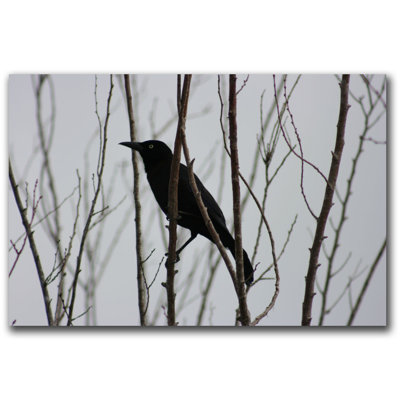 " Raven " by Patty Tuggle