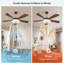 Ceiling Fan