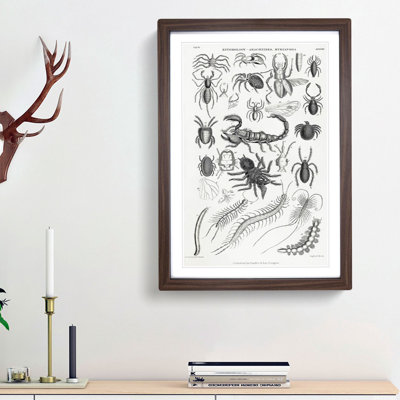 Study of Insects XXXVIII by Oliver Goldsmith - Picture Frame Drawing Print