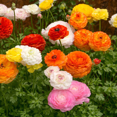 Multicolor Double Bloom Buttercup Ranunculus- 15 Bulbs - Red, Yellow, Orange, Pink Flowers-Attracts Butterflies, Bees & Hummingbirds