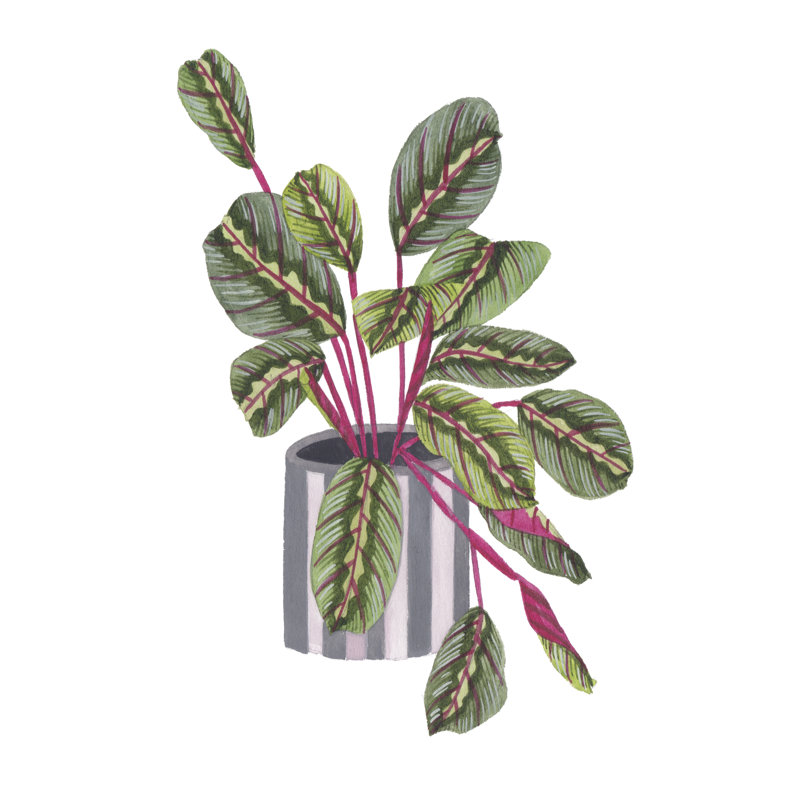 Prayer Plant I by Melissa Wang - Painting, 46 cm H x 30 cm W, Black Floater Framed