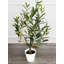 Table Top Olive Tree