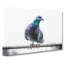 Pigeon Bird On A Wire - Wrapped Canvas-55325008