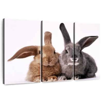 Brampt Brown And Gray Bunnies