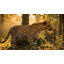 Base de lit en bois massif Panthera avec tête de lit à motif artistique-791392177-791392182