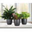 Plant in Pot-898924732
