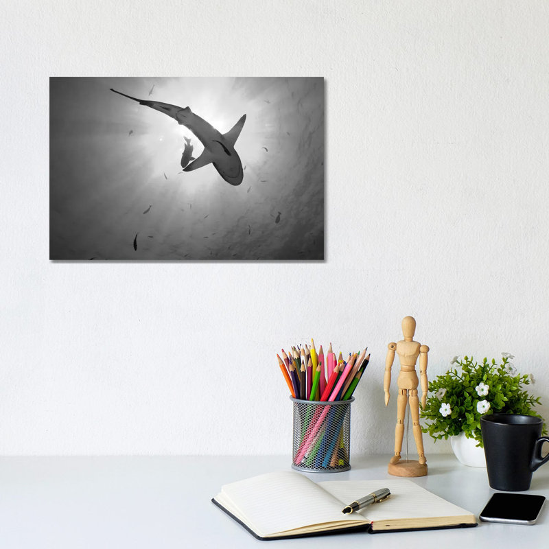 Grey Reef Shark, Kimbe Bay, Papua New Guinea by Steve Jones - Wrapped Canvas Print, 20.32 cm H x 30.48 cm W