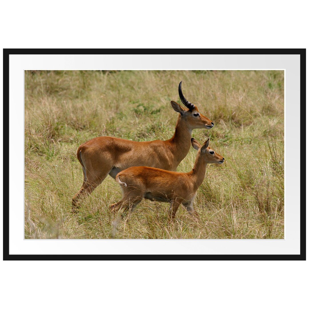 Gerahmtes Poster Dorkasgazelle mit Jungtier