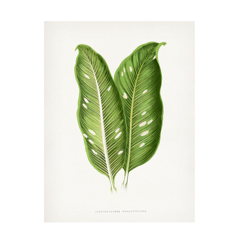 Art sur toile, bolologien, Les Plantes, vert, H 19 po x l 14 po