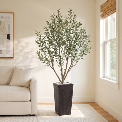 Adcock Olive Tree in Pot